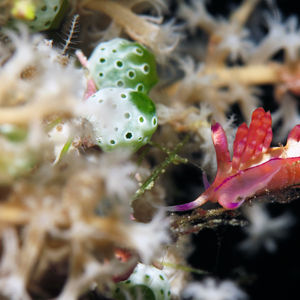 Coryphellina flamma