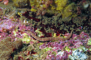 Corythoichthys ocellatus