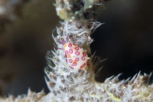 Diminovula alabaster