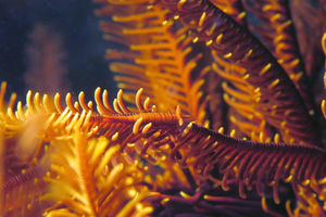 Araiopontonia odontorhyncha