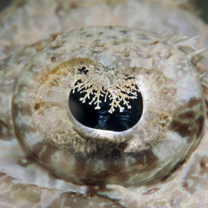 Cymbacephalus beauforti