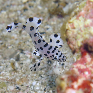 Cromileptes altivelis