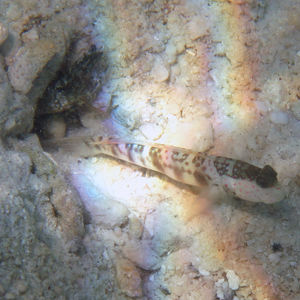 Cryptocentrus leptocephalus