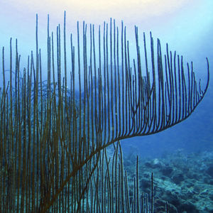 Ctenocella pectinata