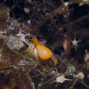 Cystiscus minutissimus