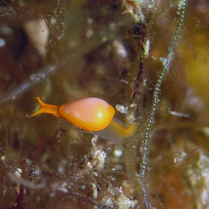 Cystiscus minutissimus