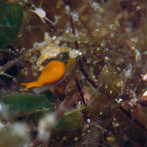 Cystiscus minutissimus