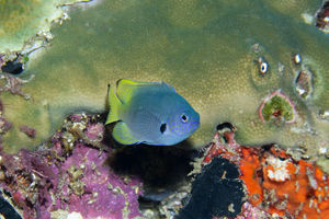 Pomacentrus nigromarginatus