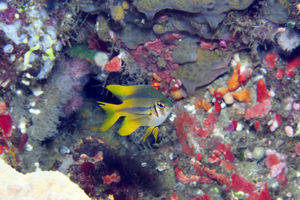 Neoglyphidodon nigroris