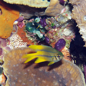 Neoglyphidodon nigroris