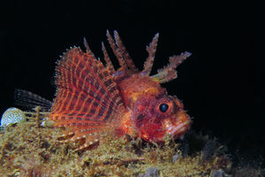 Dendrochirus brachypterus