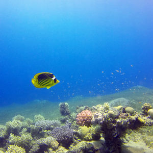 Chaetodon fasciatus