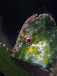 毛柄粗皮单棘鲀