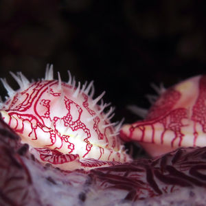 Diminovula culmen