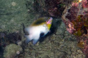 Dischistodus melanotus