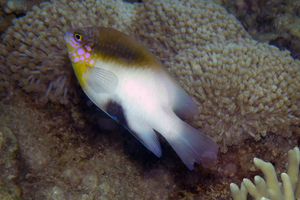 Dischistodus melanotus