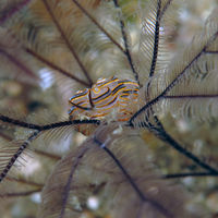 甜甜圈豆豆海蛞蝓