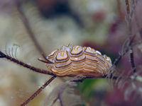 甜甜圈豆豆海蛞蝓