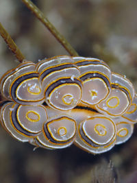 甜甜圈豆豆海蛞蝓