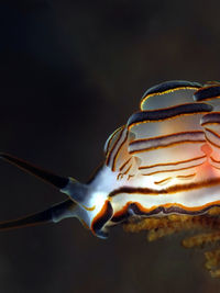 甜甜圈豆豆海蛞蝓