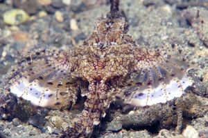 Eurypegasus draconis