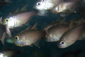 Taeniamia macroptera