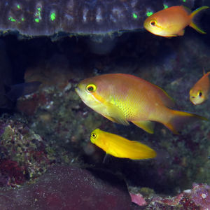 Ecsenius lividanalis