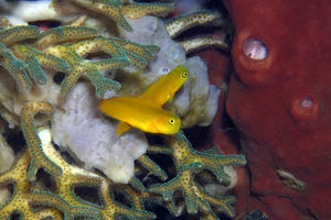 Ecsenius lividanalis