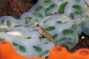 Ecsenius trilineatus