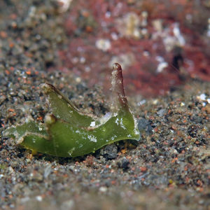 Elysia tomentosa