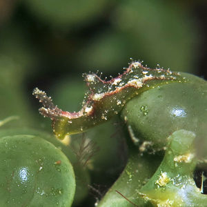 Elysia tomentosa