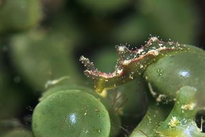 Elysia tomentosa