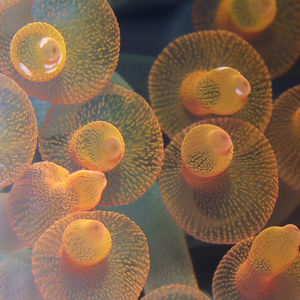 Entacmaea quadricolor