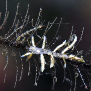 Eubranchus