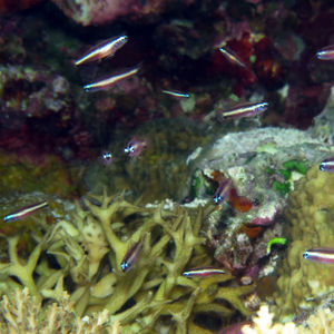 Eviota bifasciata
