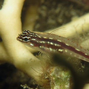 Eviota sebreei