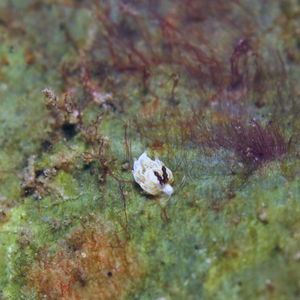Favorinus