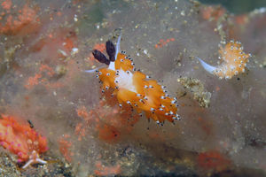 Favorinus tsuruganus