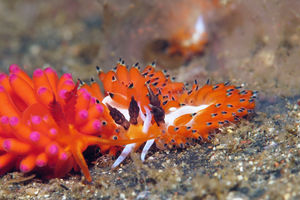 Favorinus tsuruganus