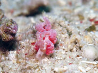 日本灰翼海蛞蝓