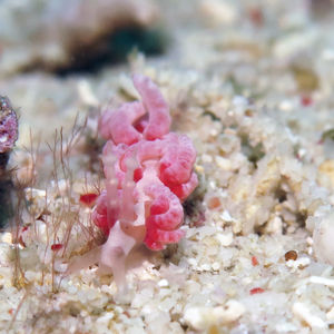 Favorinus japonicus