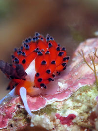 敦贺灰翼海蛞蝓