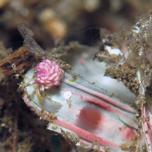 灰翼海蛞蝓