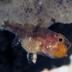 Foa brachygramma