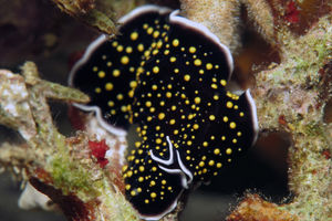 Thysanozoon nigropapillosum