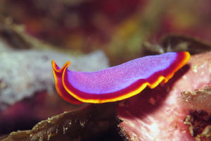 Pseudoceros ferrugineus