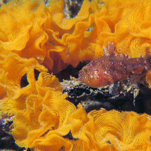 Foa brachygramma