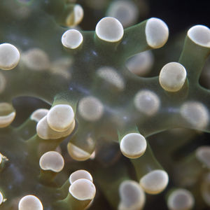 Fimbriaphyllia divisa