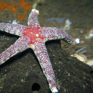 Fromia monilis