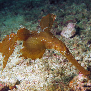 Solenostomus cyanopterus